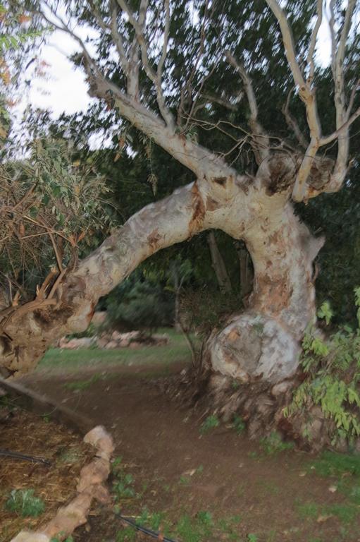 Bentwood Olive Grove Accommodation Greenough Rom bilde