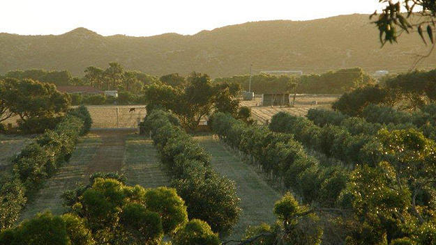 Bentwood Olive Grove Accommodation Greenough Eksteriør bilde